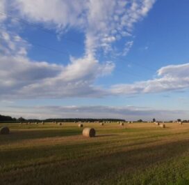 IMG-20210112-WA0009