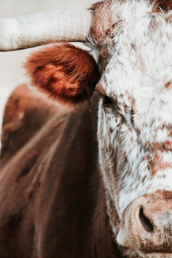 zelle-duda-qABoUeXZZIo-unsplash